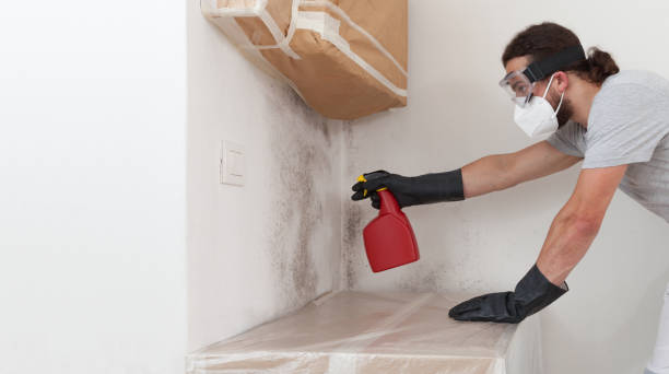 Professional Basement Mold Remediation technician working in Roxbury Crossing, MA