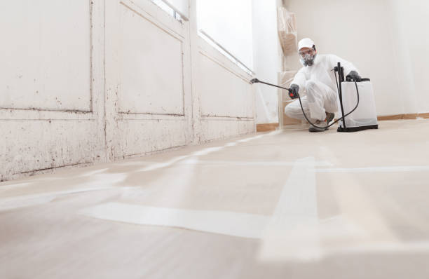 24/7 Emergency Basement Mold Remediation experts in Roxbury Crossing, MA
